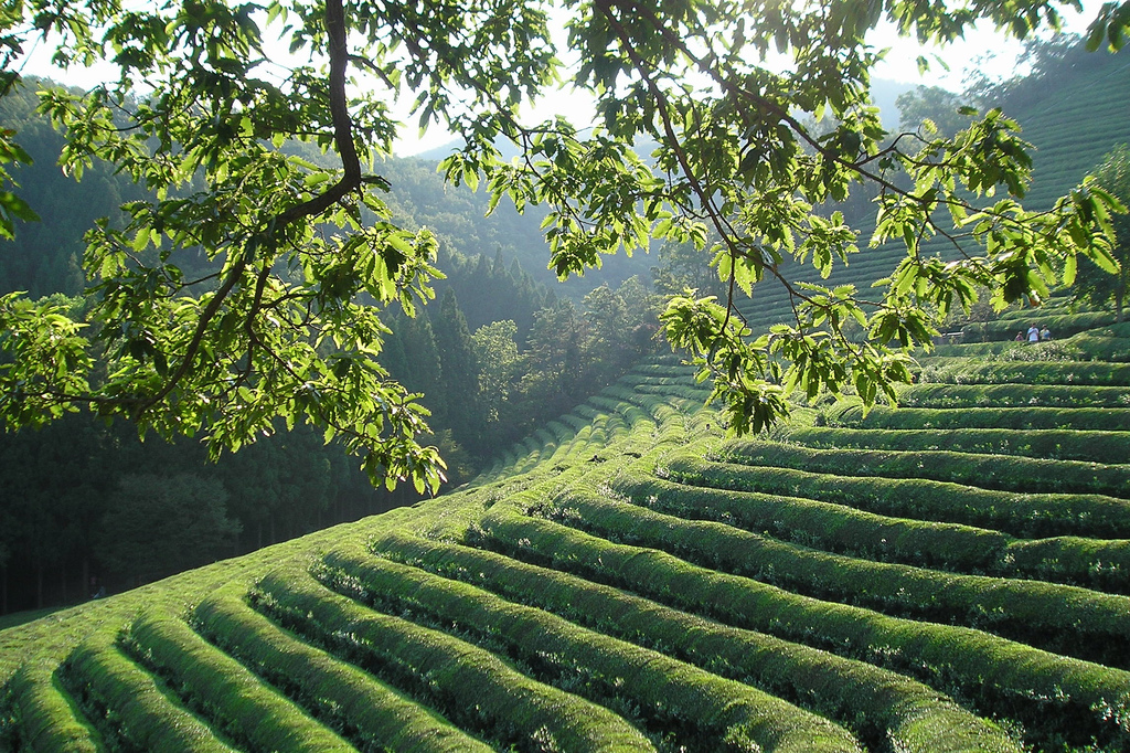 Boseong-Green.tea-field