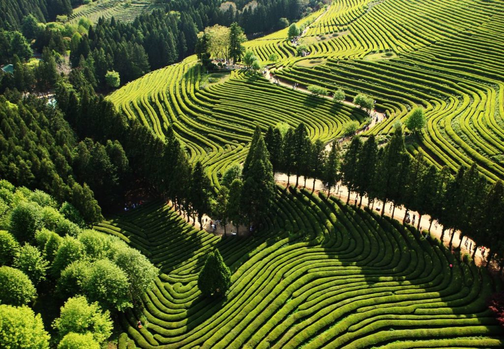 boseong green tea field 0