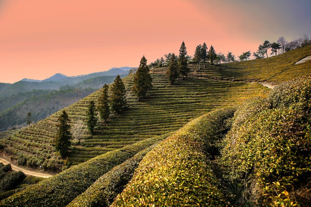 boseong green tea field
