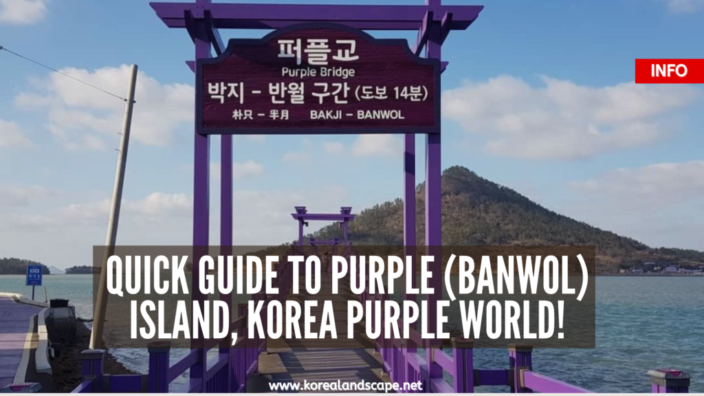 FULL guide to purple island in korea