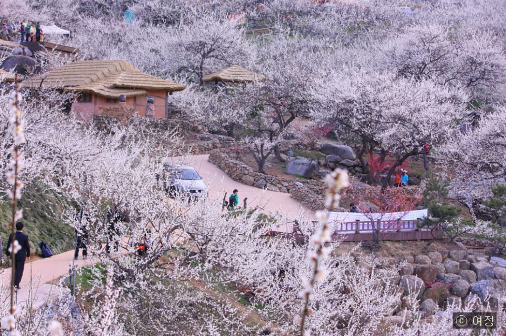Gwangyang Maehwa Apricot Plum Blossom Festival