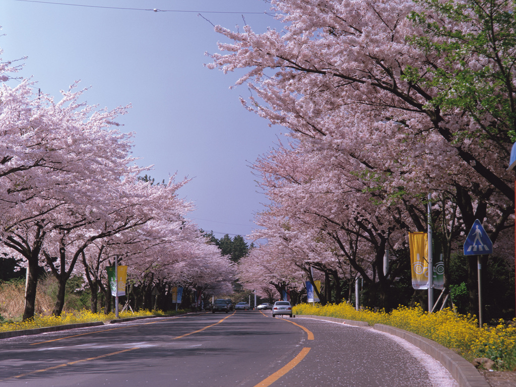 Jeju_King_Cherry_Blossom_Spring_Festival