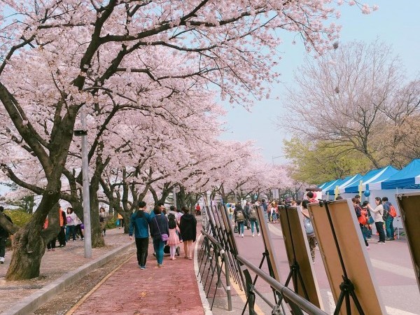 Yeongdeungpo Yeouido Spring Flower Festival 영등포 여의도 봄꽃축제