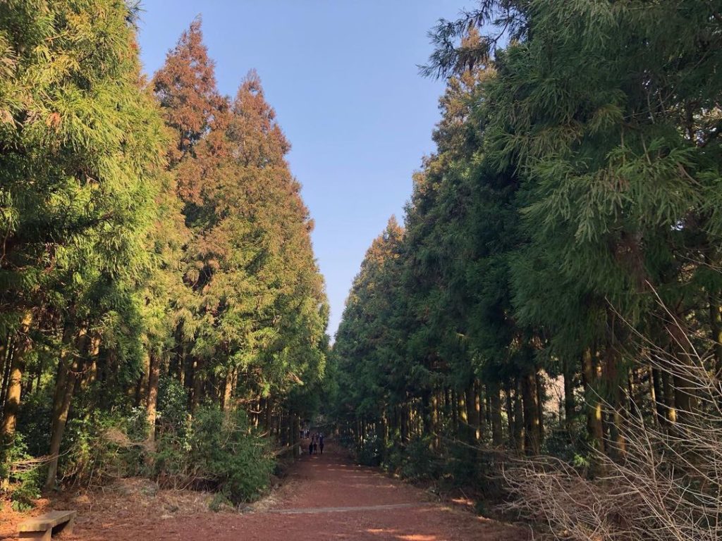 saryeoni forest