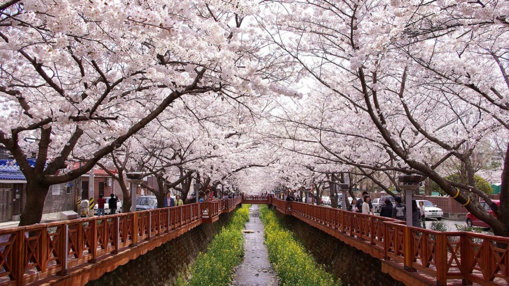 Cherry blossoms jinhae 2022