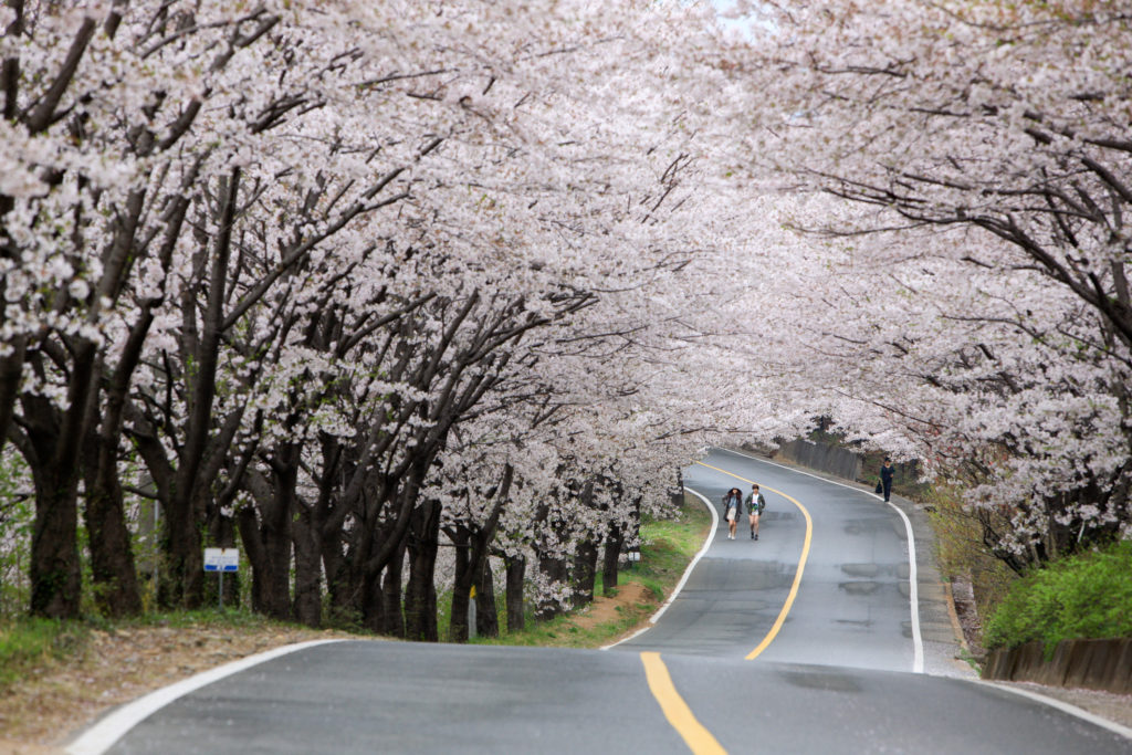 Hwagae-Cherry-Blossom-Road-uphill-1