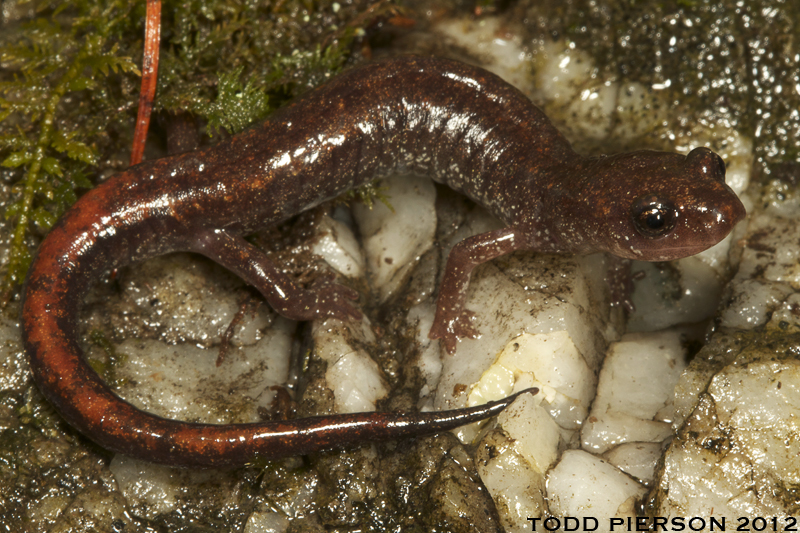 Korean Crevice Salamander animal in korea