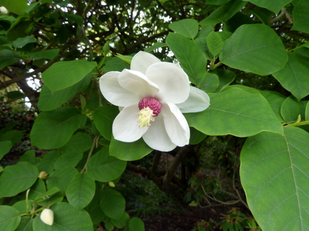 magnolia korea flowers in spring