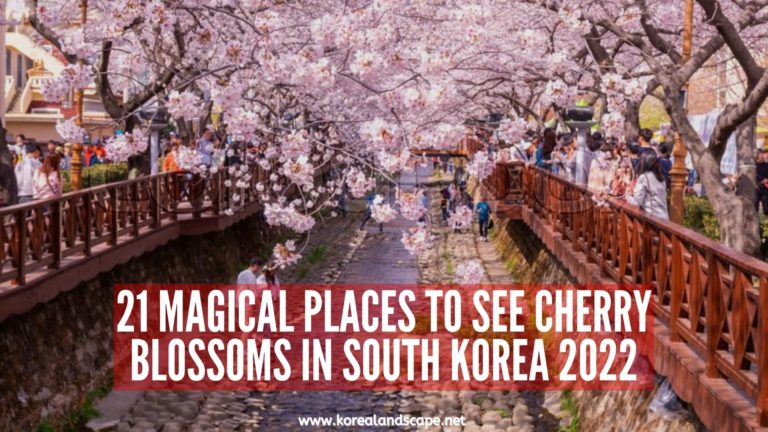 cherry-blossoms-korea