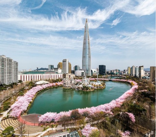 cherry-blossoms-korea