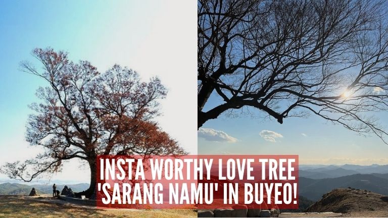 love tree in buyeo