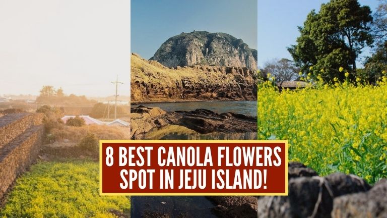 canola-flowers-jeju-island