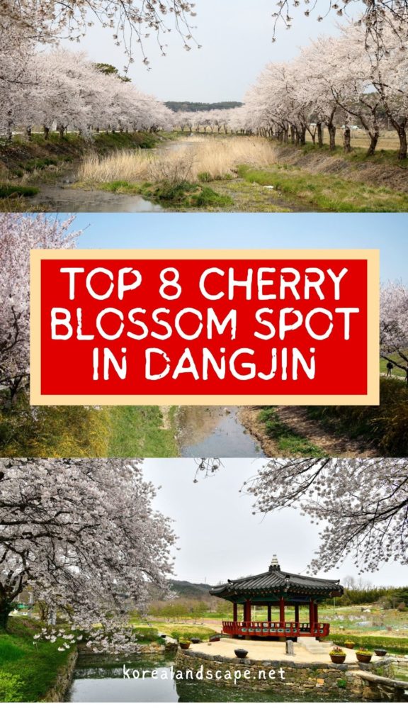 cherry blossoms dangjin