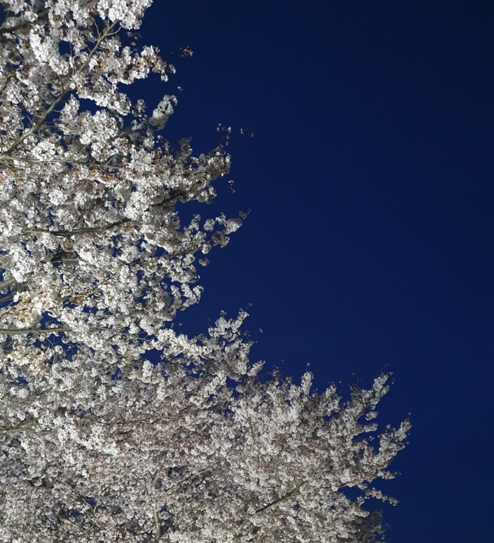 cherry blossom in dangjin