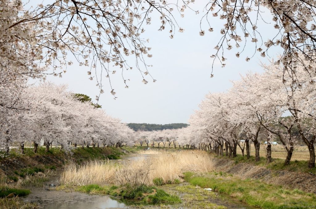 cherry blossom in dangjin