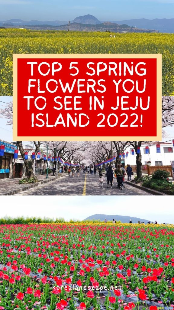 spring flowers in jeju island