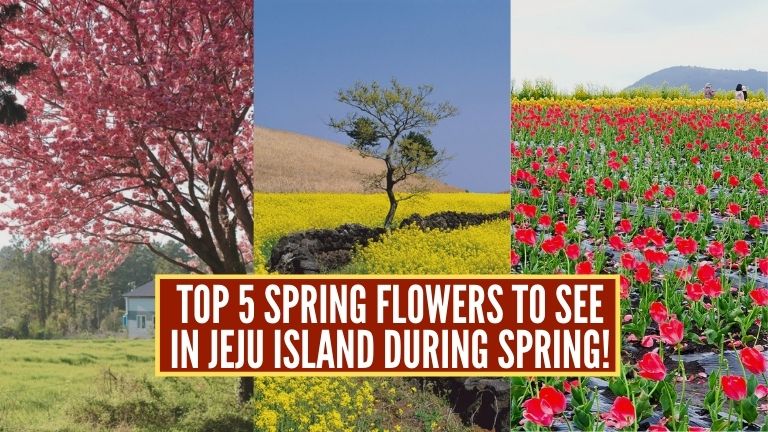 spring flowers in jeju island