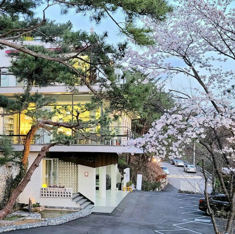 cherry-blossom-cafes-korea