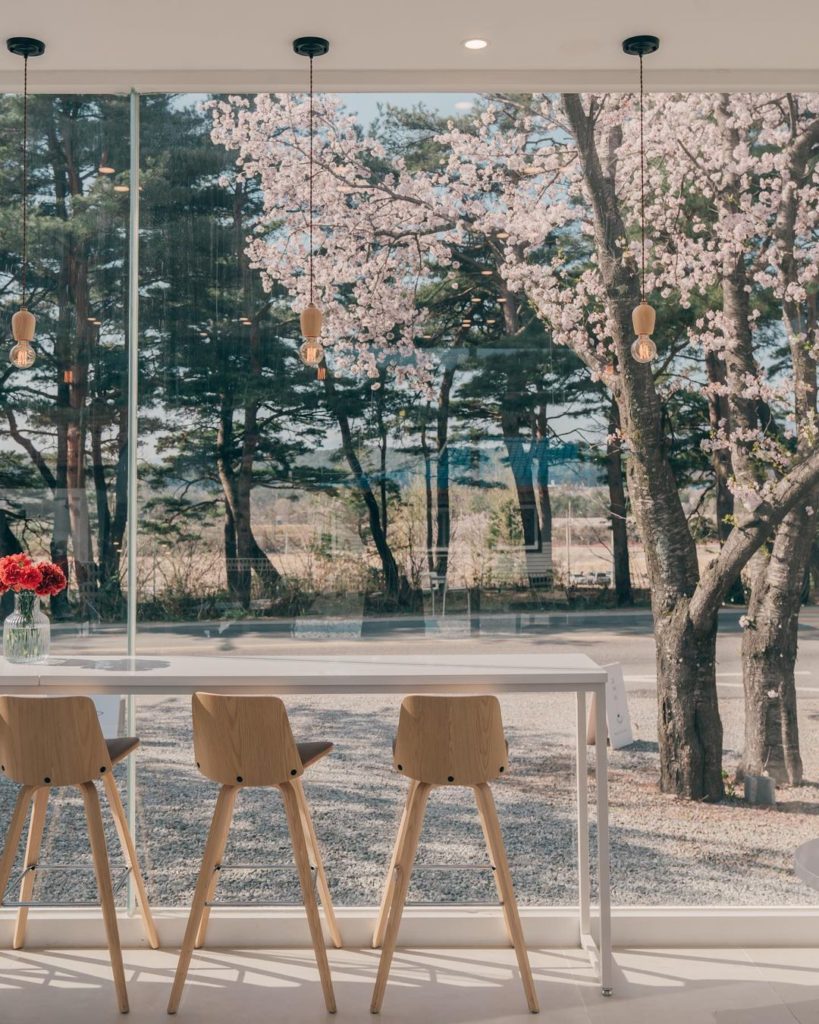 cherry-blossom-cafes-korea