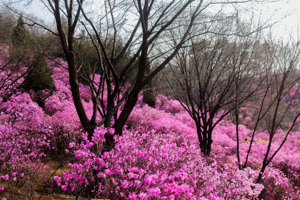 wonmisan azalea garden