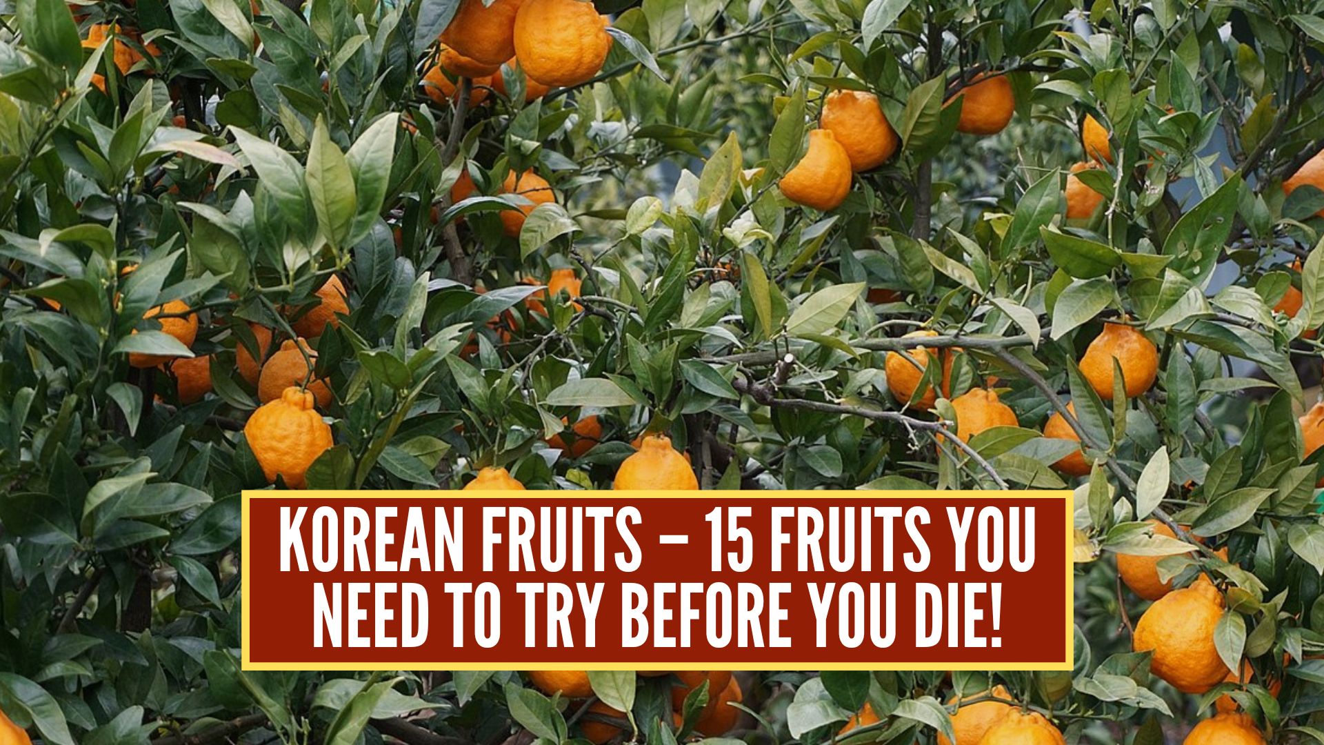 korean fruits