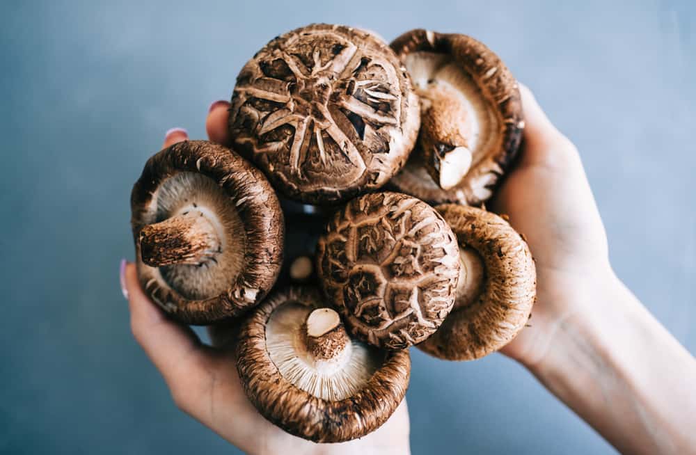 Korean Mushrooms