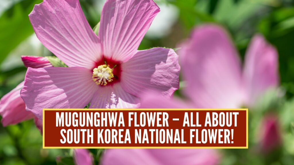 mugunghwa flower